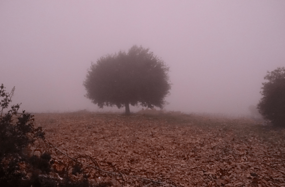 Maher Harb Lebanon Batroun Wine