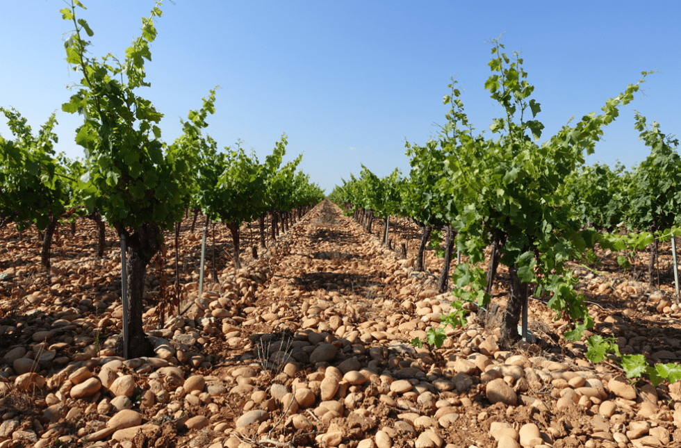 Vignoble Lirac galet
