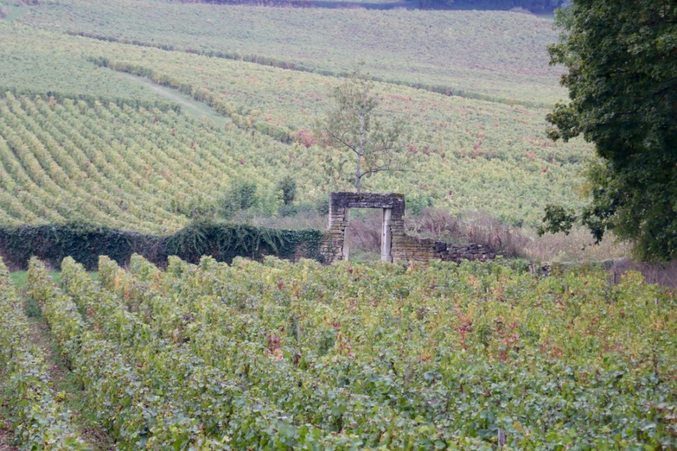 Coteaux Mercurey.jpg